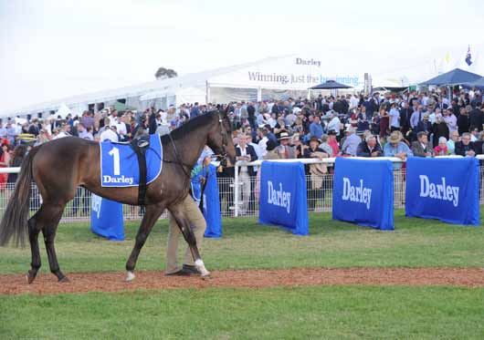 Scone Cup Parade ring