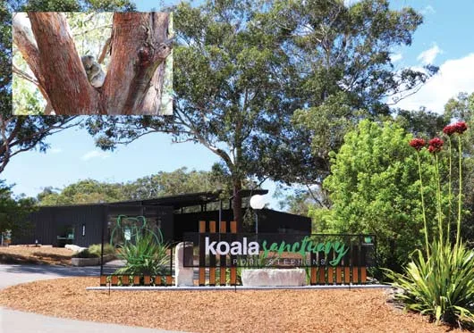 Koala-Sanctuary-web