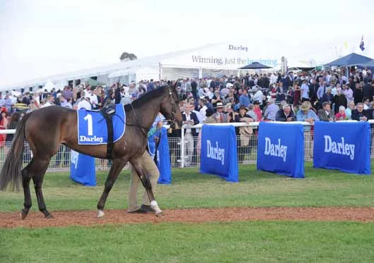 Scone-Cup-Parade-ring