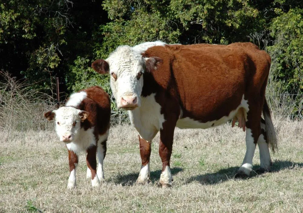 cows