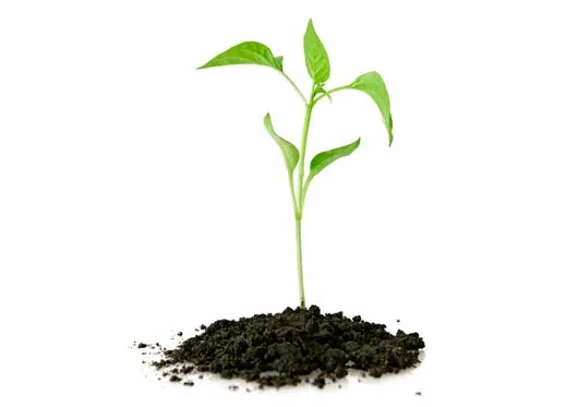 seed-growing